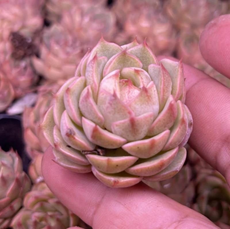 精控苯巴蒂斯3.5厘米左右多肉植物 满9.9包邮