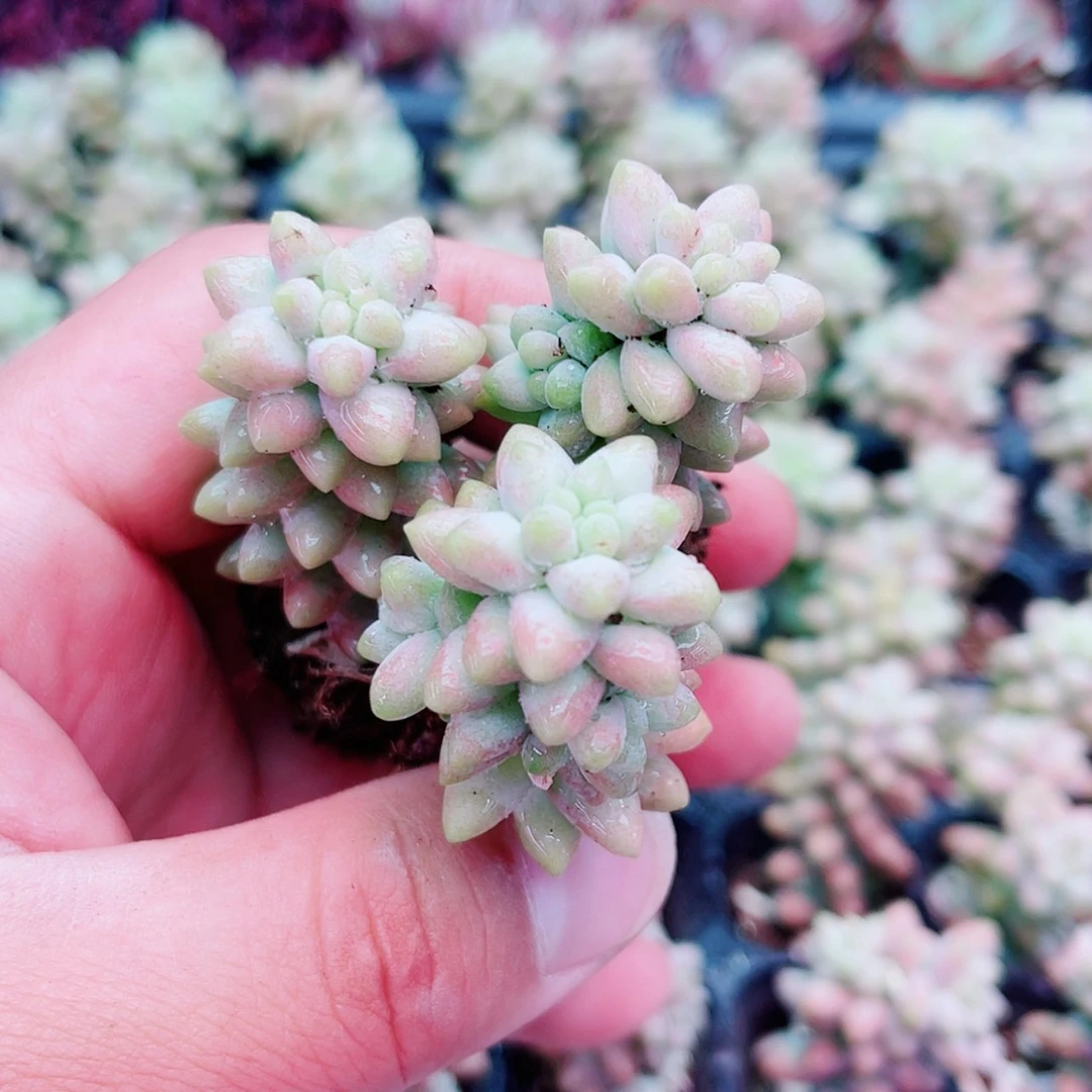 （满9.9元包邮）3颗彩虹玉坠多肉植物