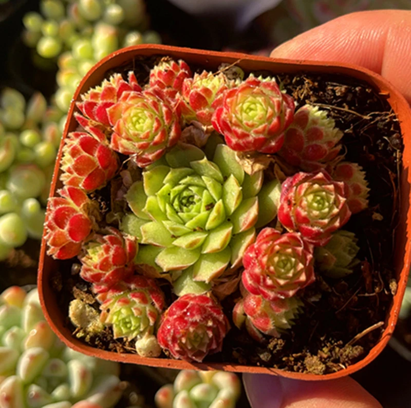 （满9.9元包邮）带盆爱德华多肉多肉植物 满9.9包邮