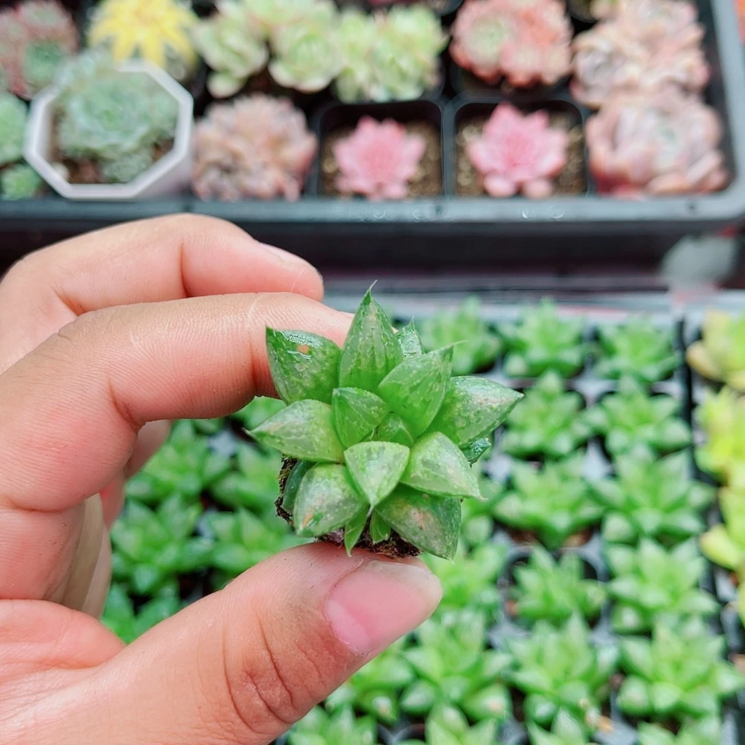 （满9.9元包邮）玉露寿 多肉植物2.5厘米左右