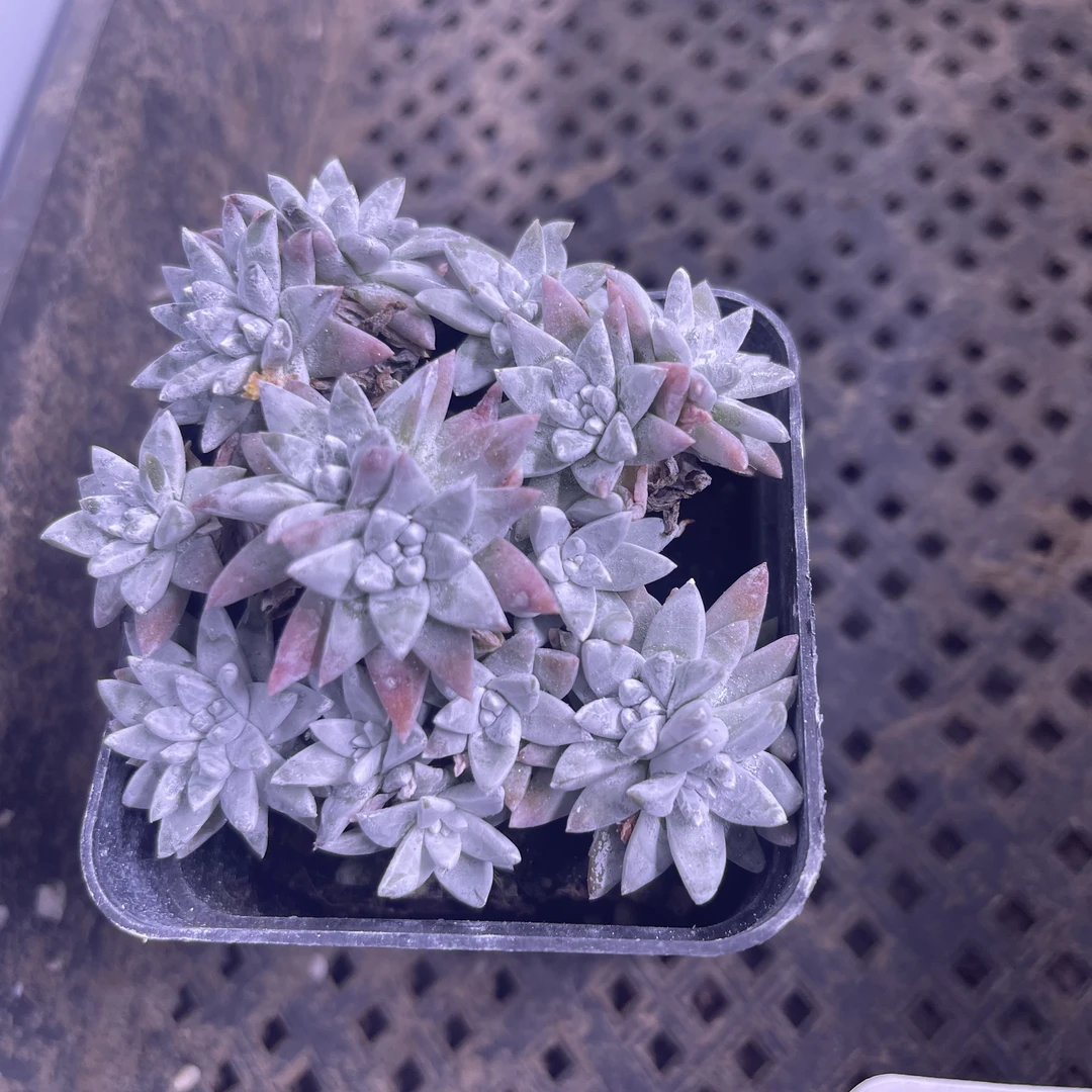 （满9.9元包邮）  带盆白菊6厘米左右