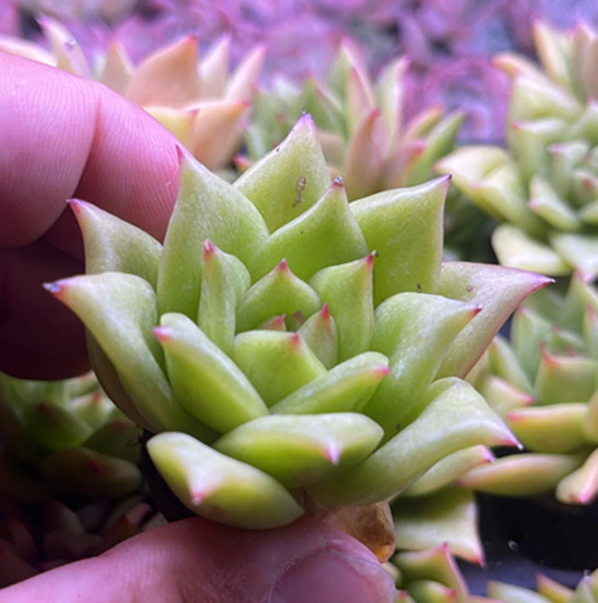 玛利亚玫瑰多肉植物 4厘米以上 满9.9元包邮
