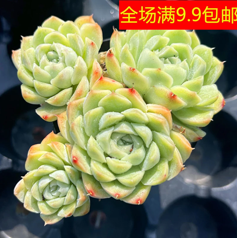 （满9.9元包邮）多头白月影多肉植物6厘米左右