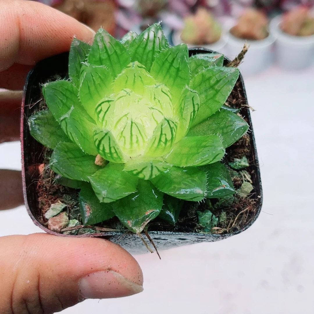 （满9.9元包邮）带盆玉露宝莲灯 多肉植物