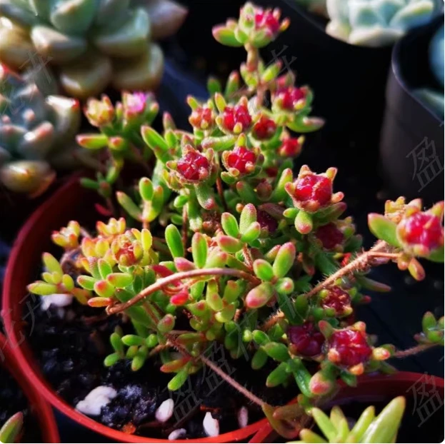 （满9.9元包邮红宝石枝干番杏5厘米左右多肉韩版小多肉新品