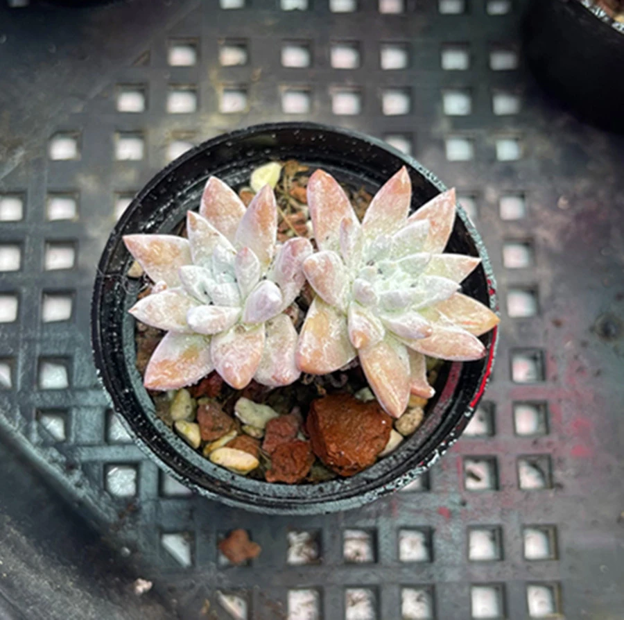 （满9.9元包邮）脱土小白菊多肉植物4厘米左右