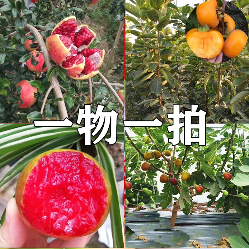 一物一拍 盆栽 地栽 高端盆地树苗