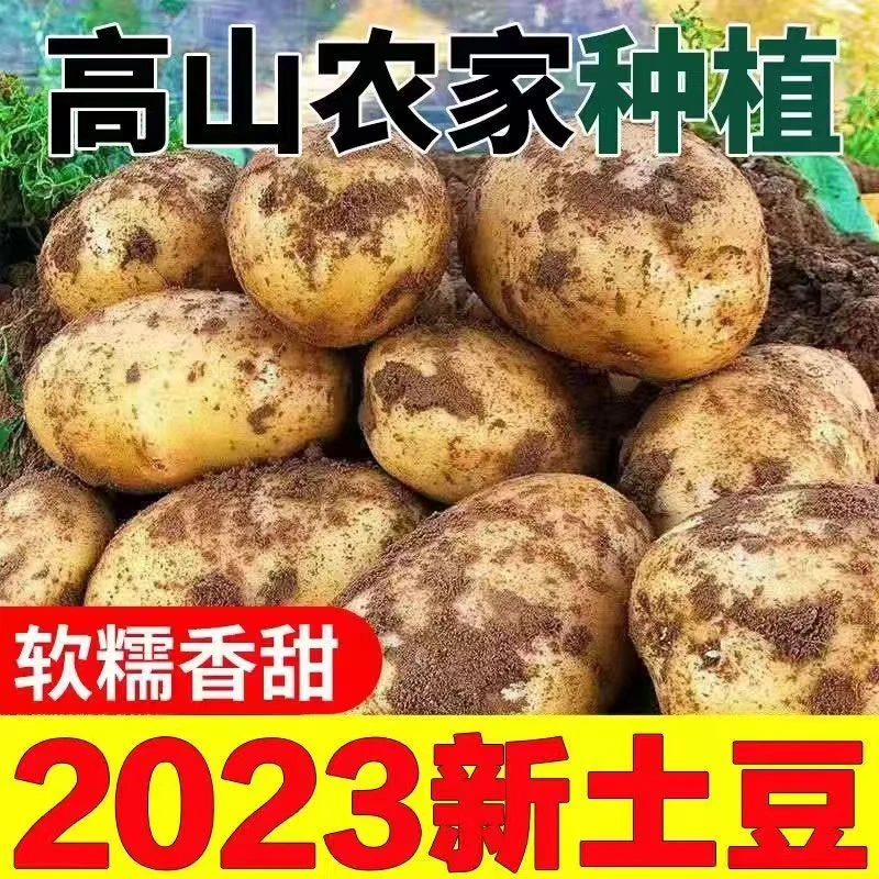 云南新鲜土豆白皮土豆洋芋马铃薯新挖现发整箱包邮5斤