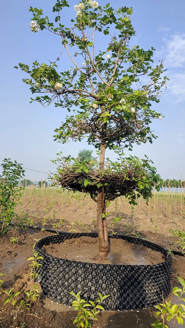 欧洲木绣球大型花树造型树别墅庭院设计，耐寒耐热