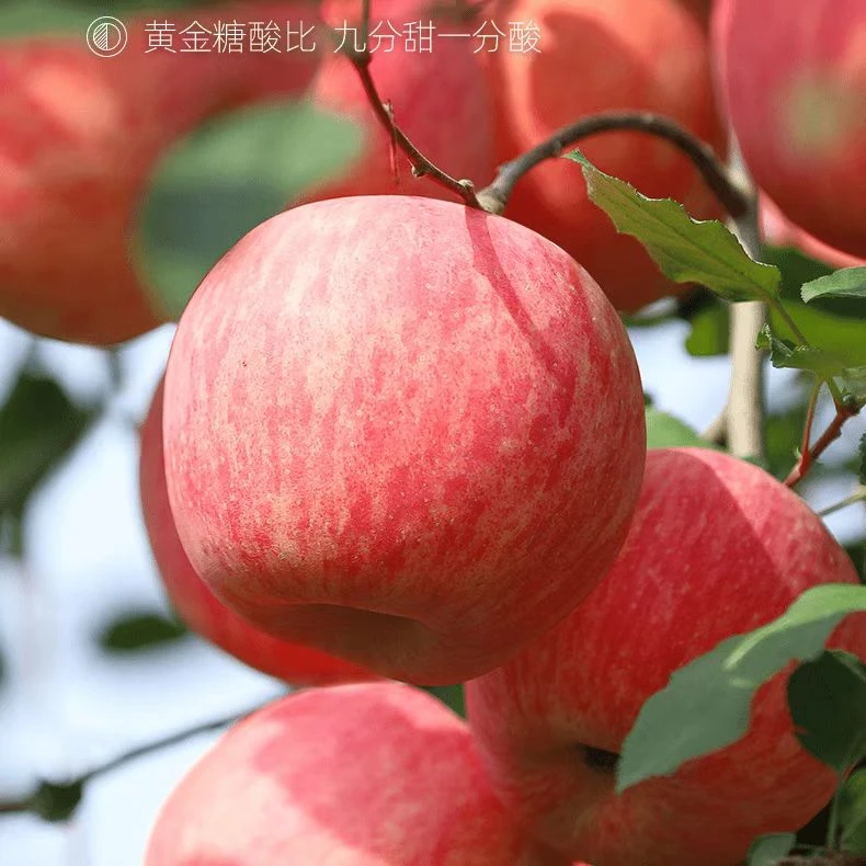 苹果1斤 嘎嘎好吃