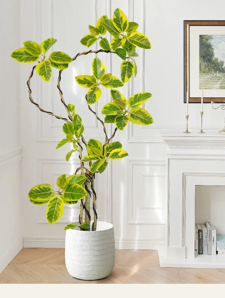 黄金榕花叶橡皮树绿植室内大型盆栽造型富贵榕客厅真花落地式植物
