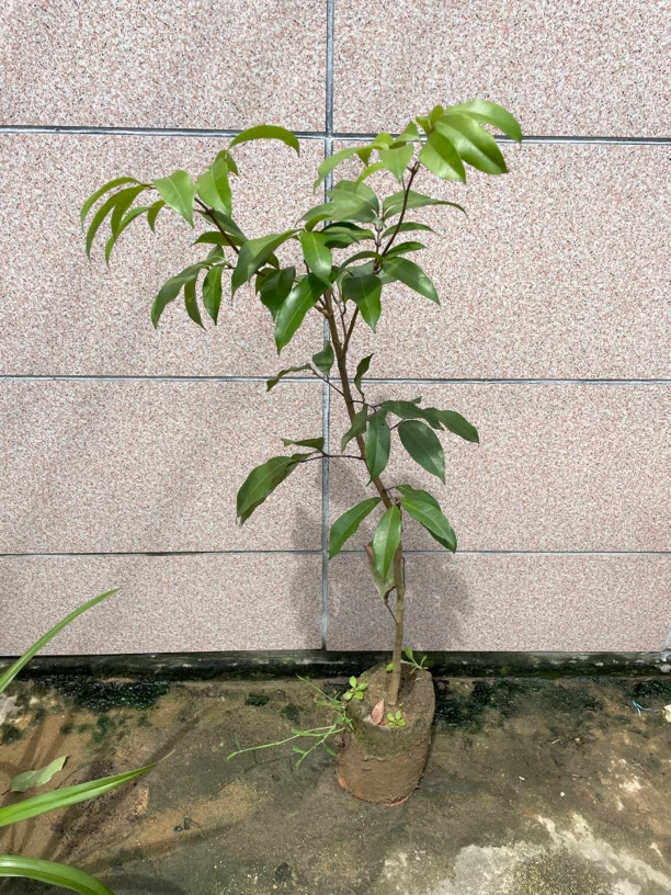 岭丰糯嫁接苗可盆栽地栽庭院种植