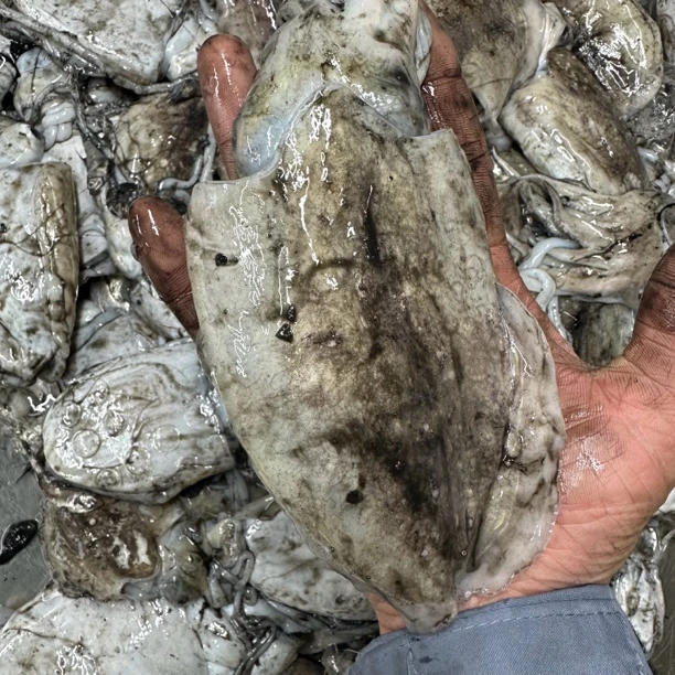 大连本地墨鱼【乌鱼蛋子】顺丰包邮