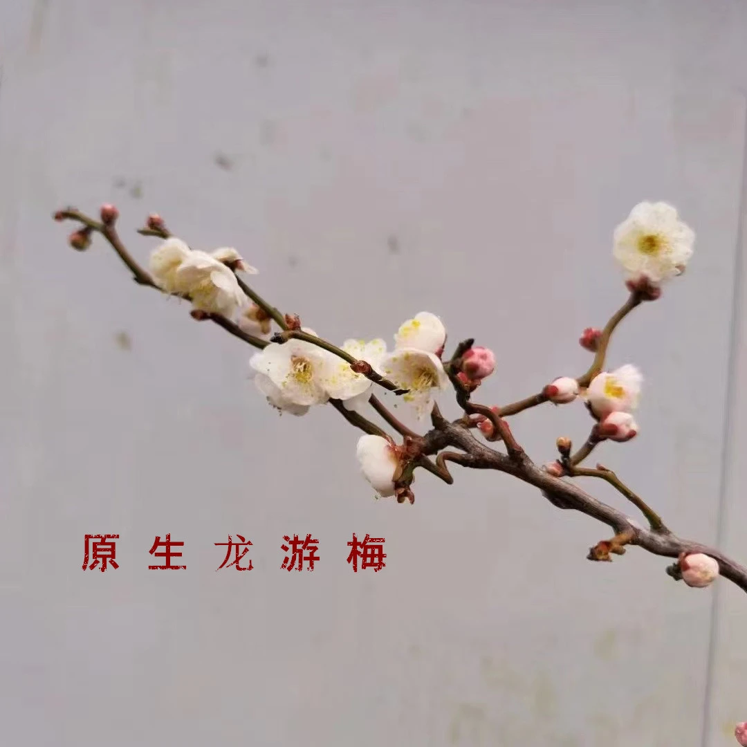 原生龙游梅室内外盆景四季种植