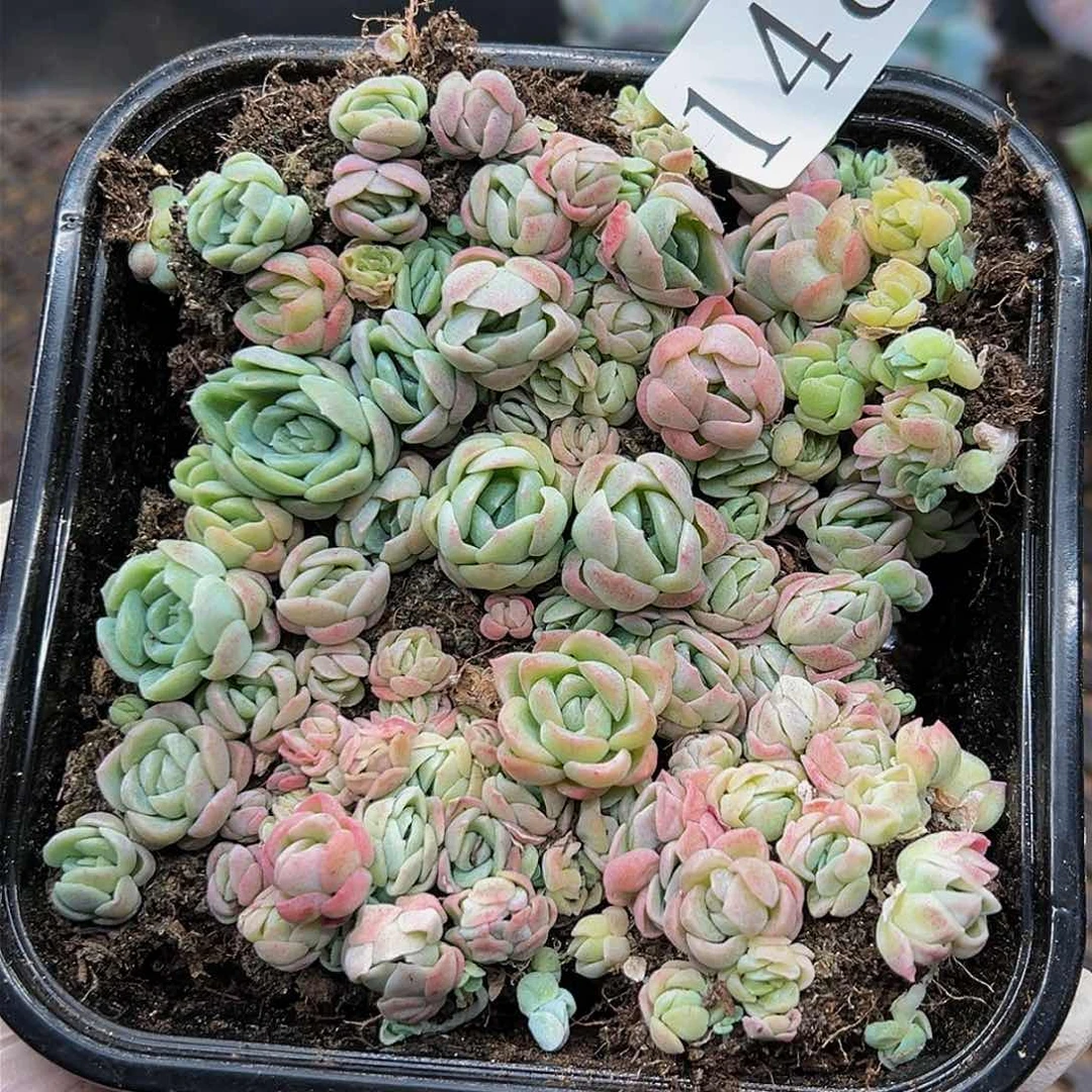 多肉植物多肉植物148