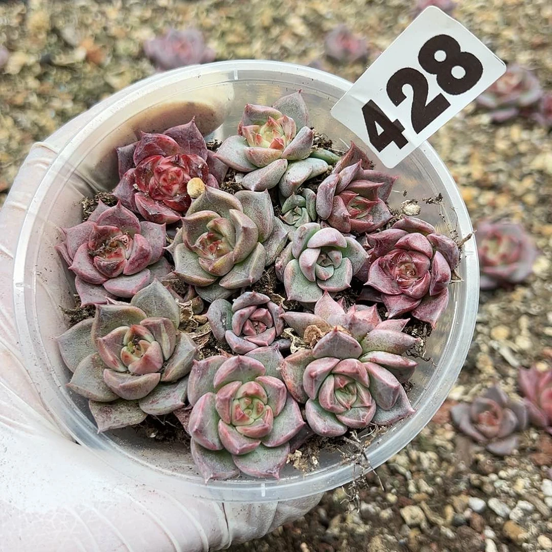 多肉植物多肉植物428