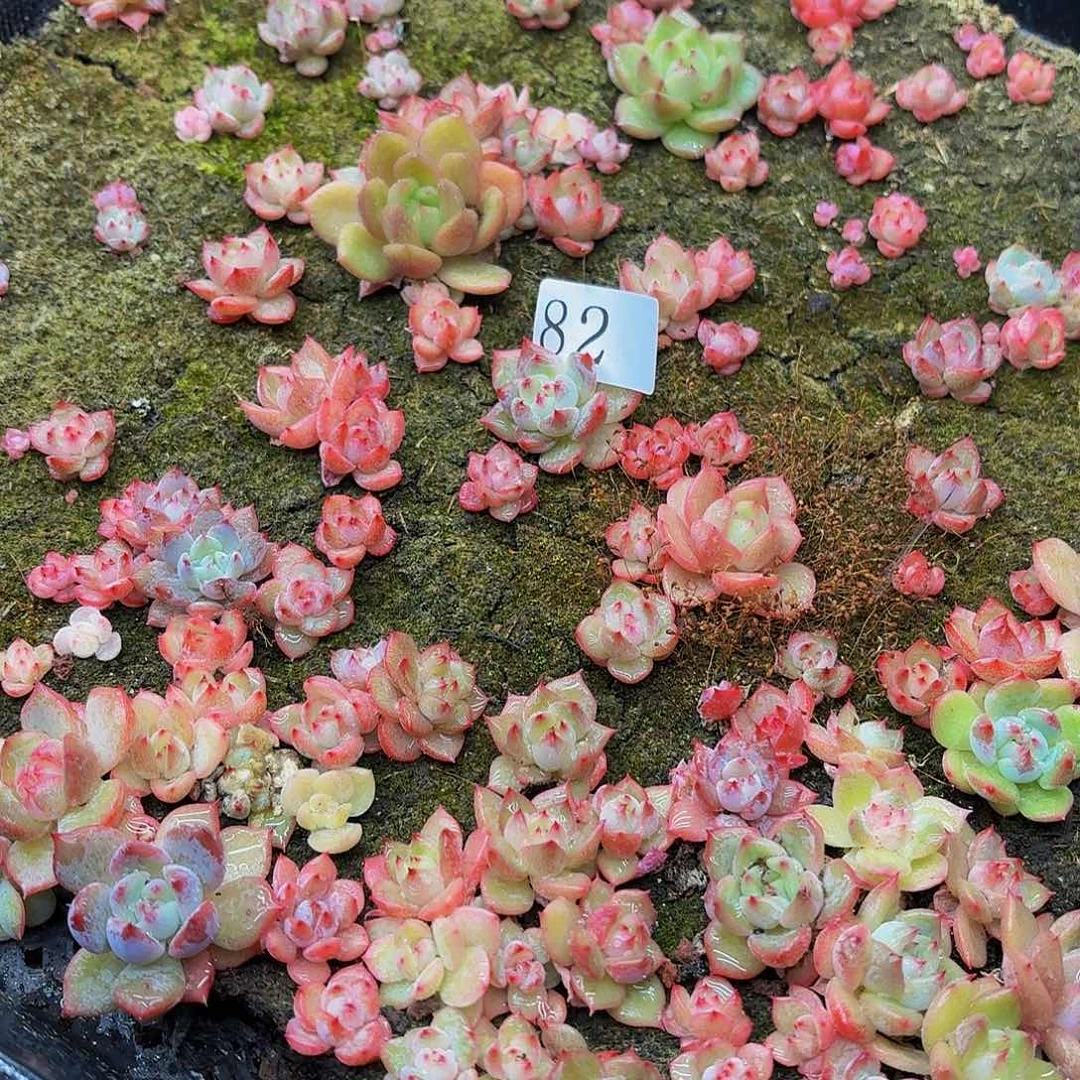 多肉植物多肉植物82