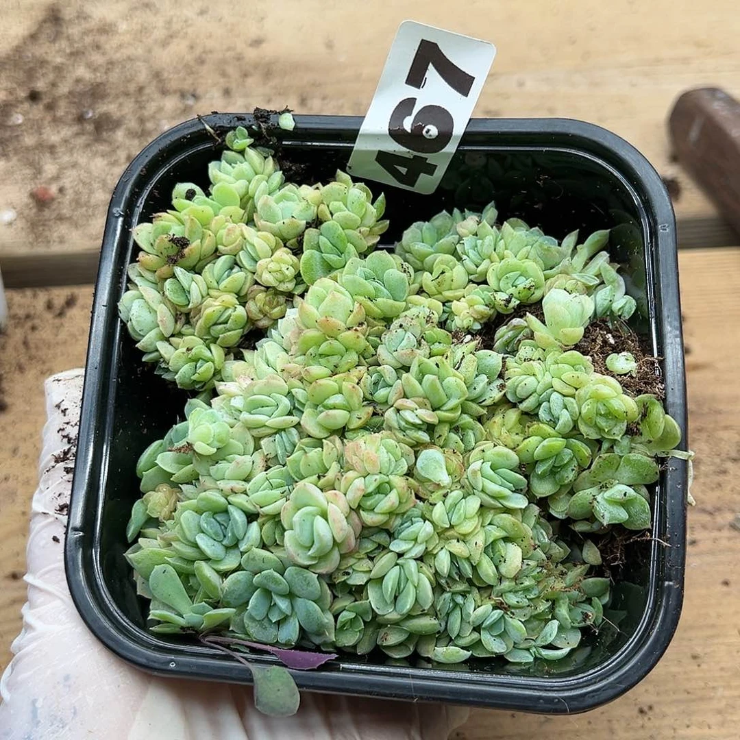 多肉植物多肉植物467