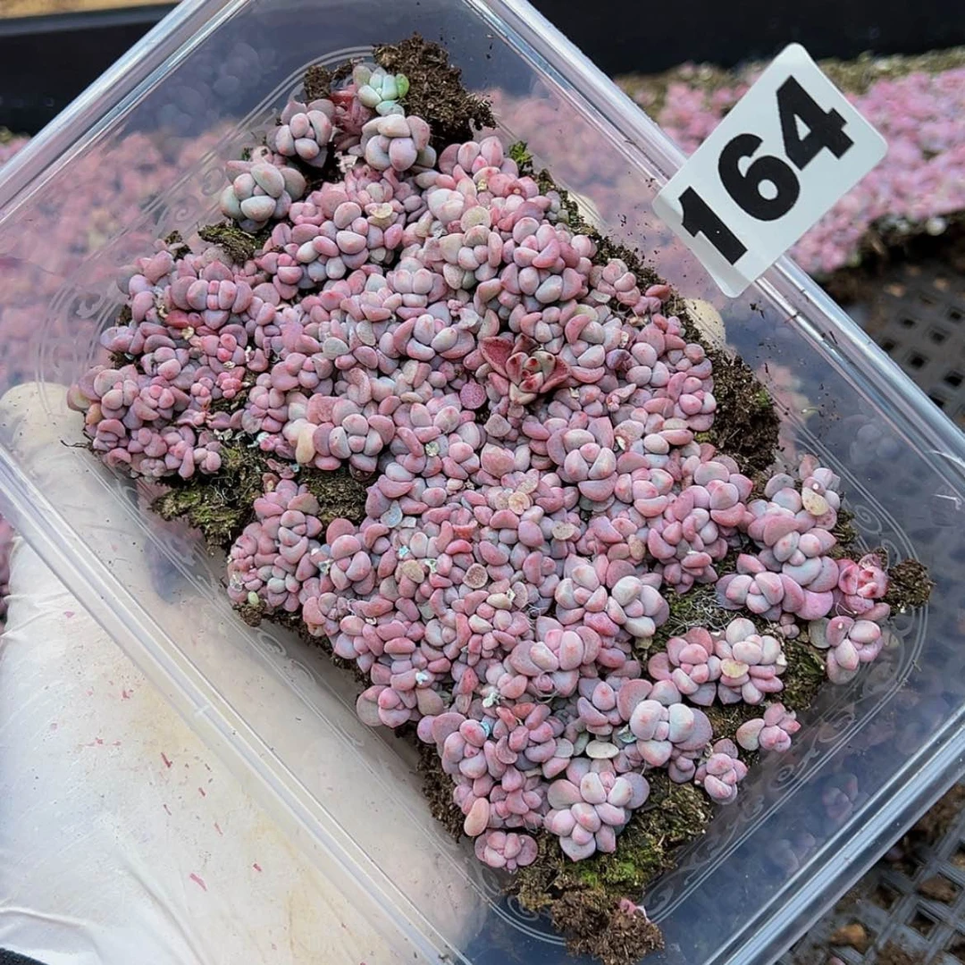 【闪购商品】多肉植物164