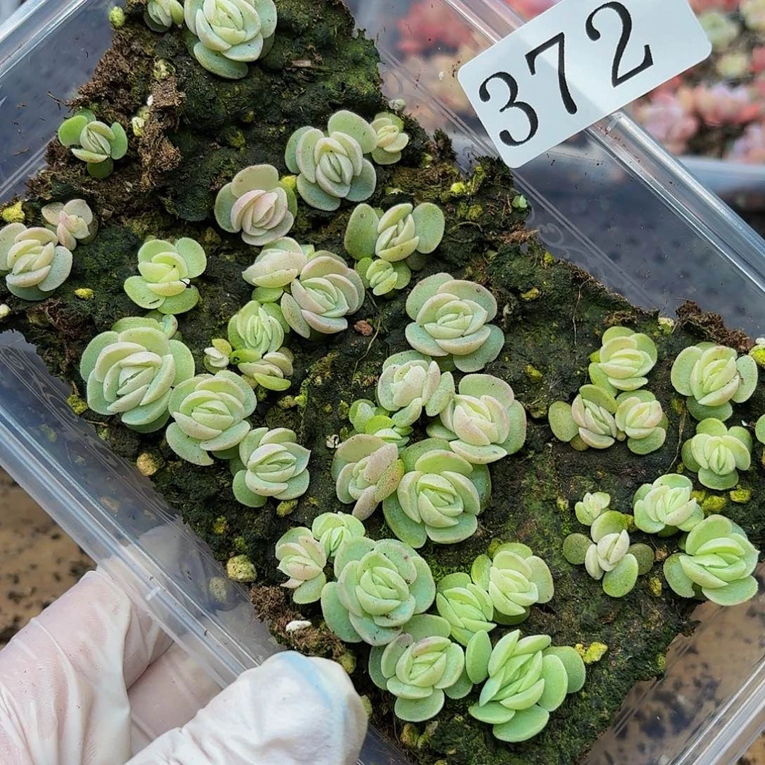 多肉植物多肉植物372