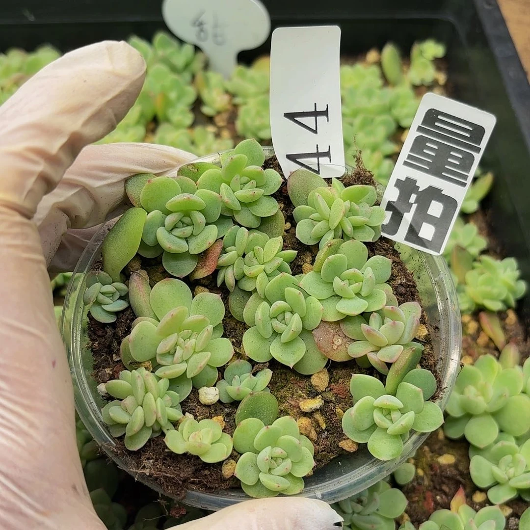 多肉植物多肉植物44量拍