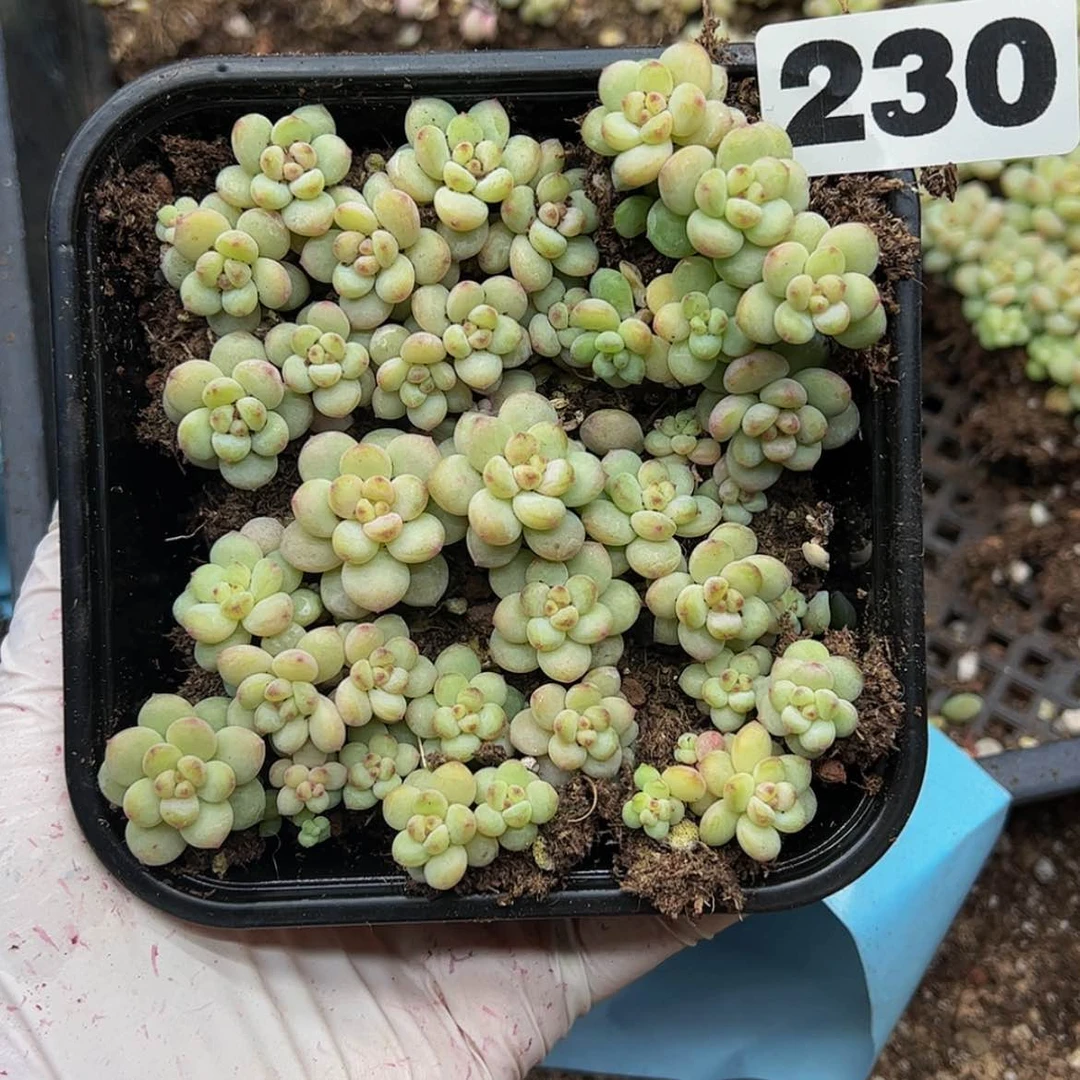 【闪购商品】多肉植物230