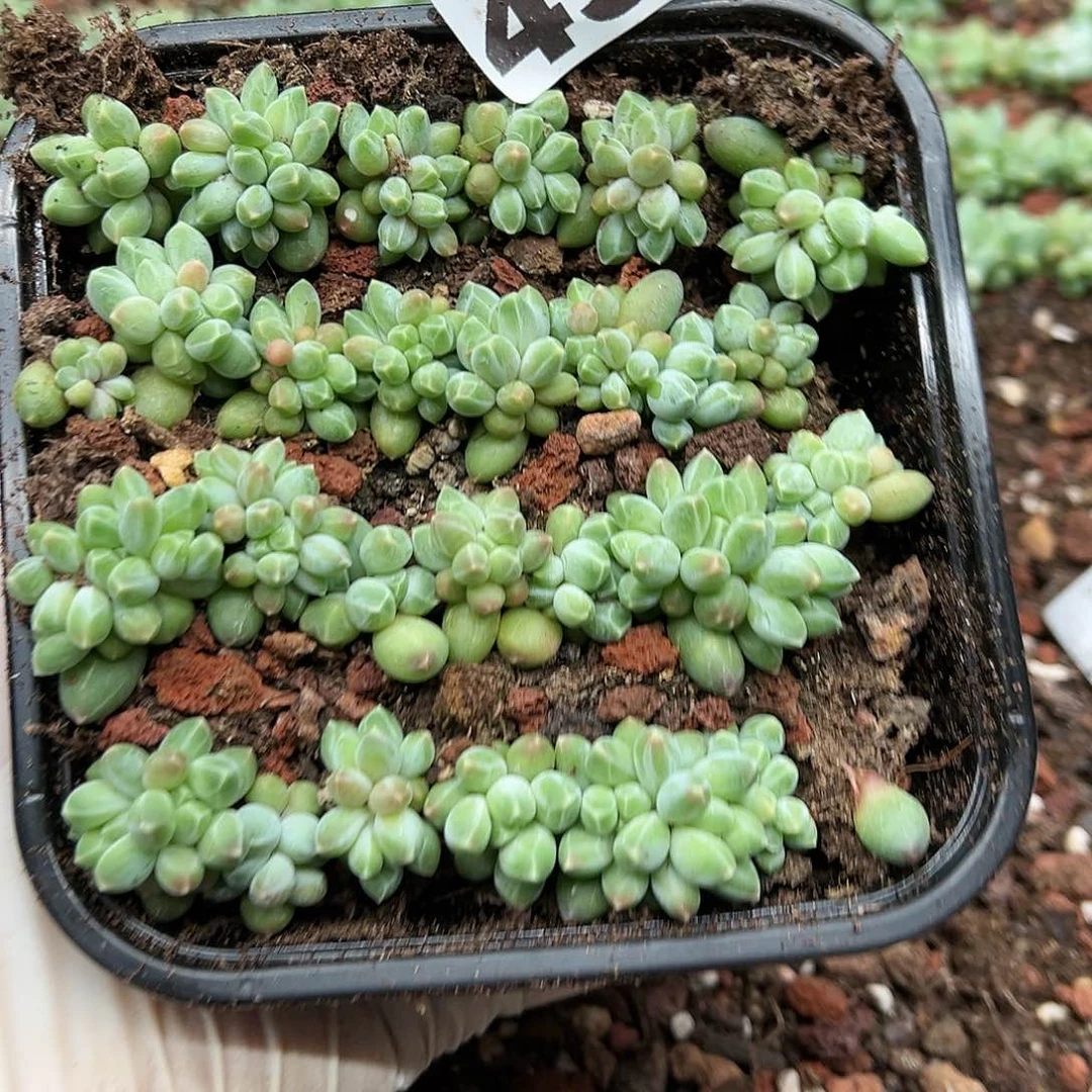 多肉植物多肉植物495