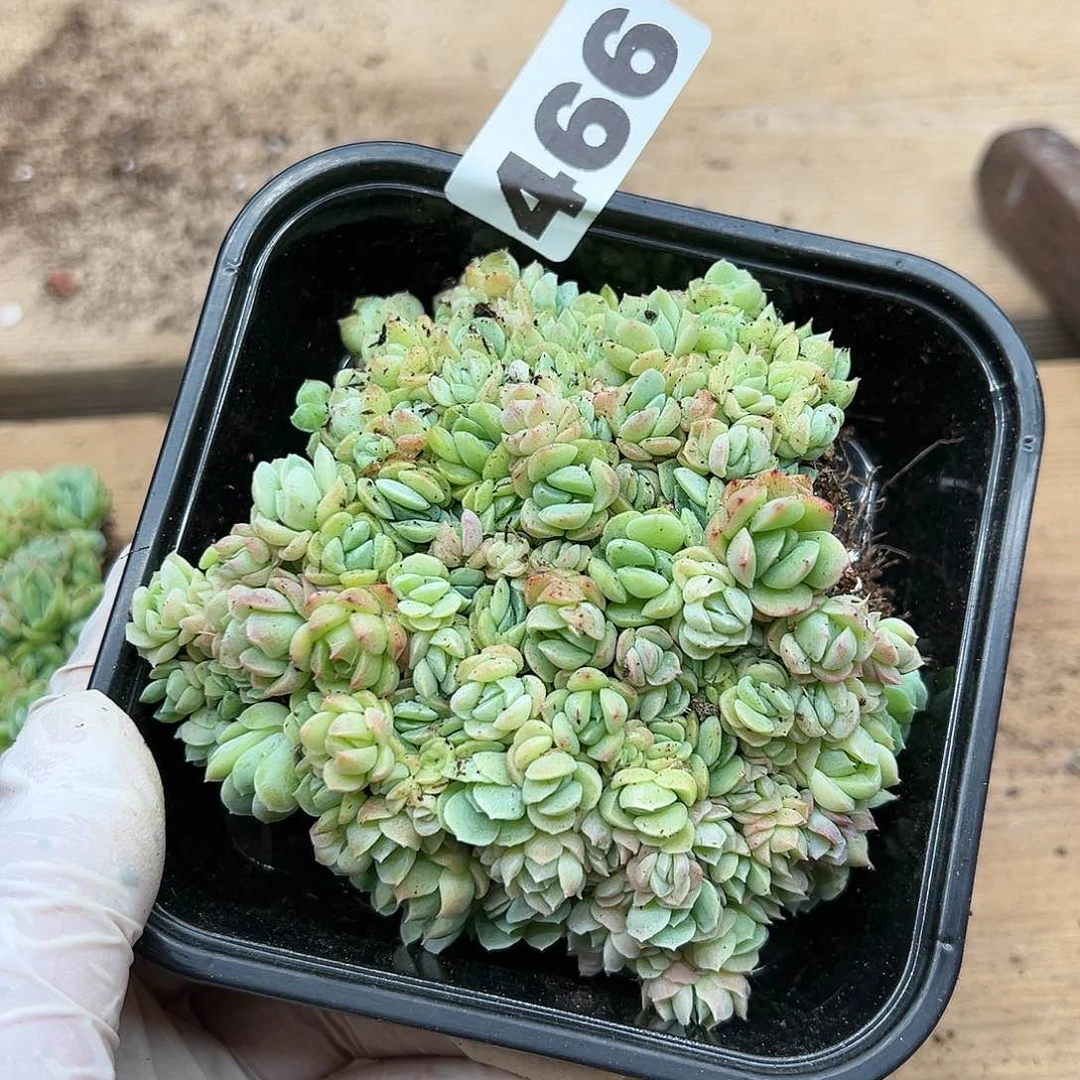 多肉植物多肉植物466