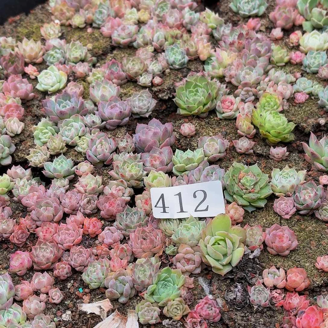 多肉植物多肉植物412