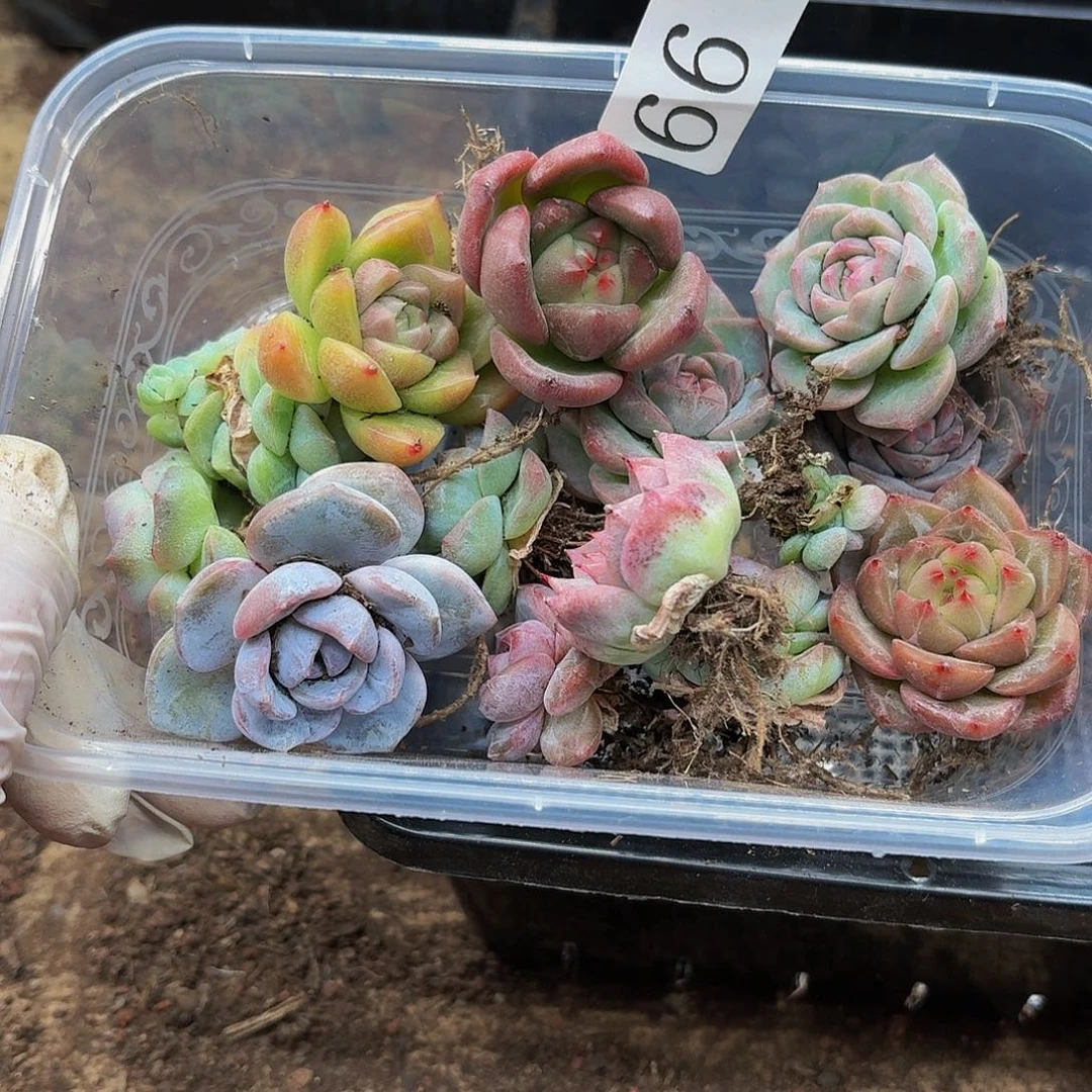 l****林多肉植物多肉植物66