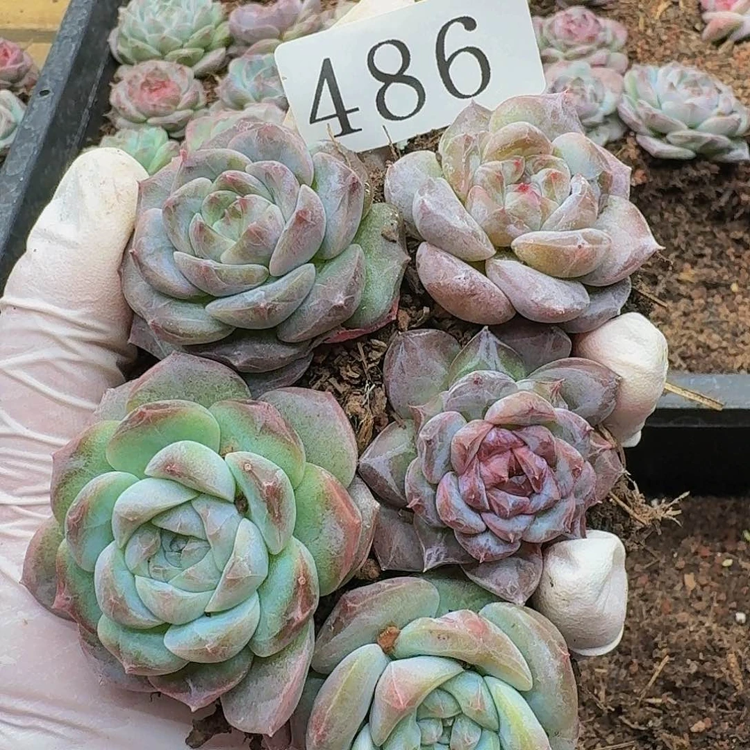 多肉植物多肉植物486