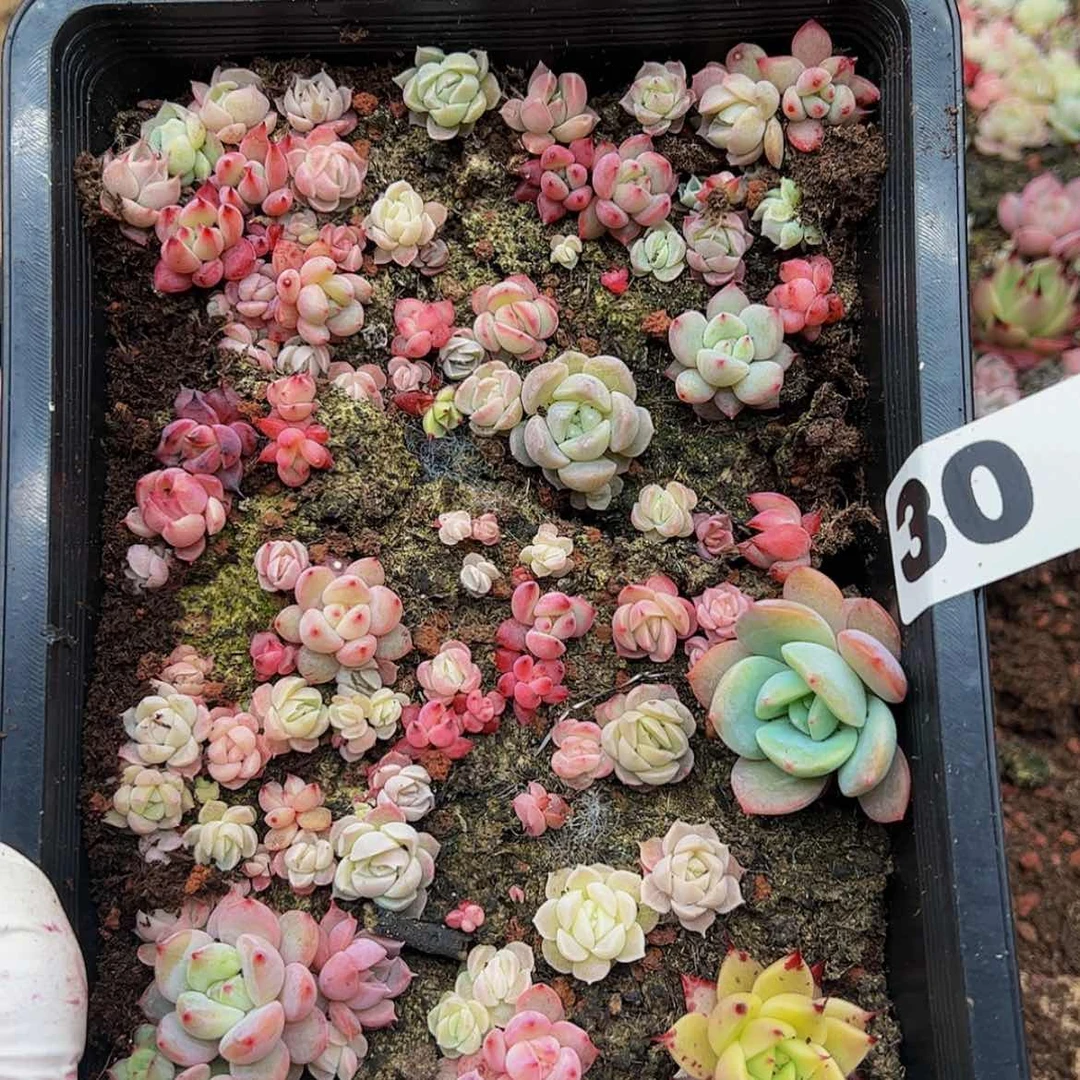 【闪购商品】多肉植物30