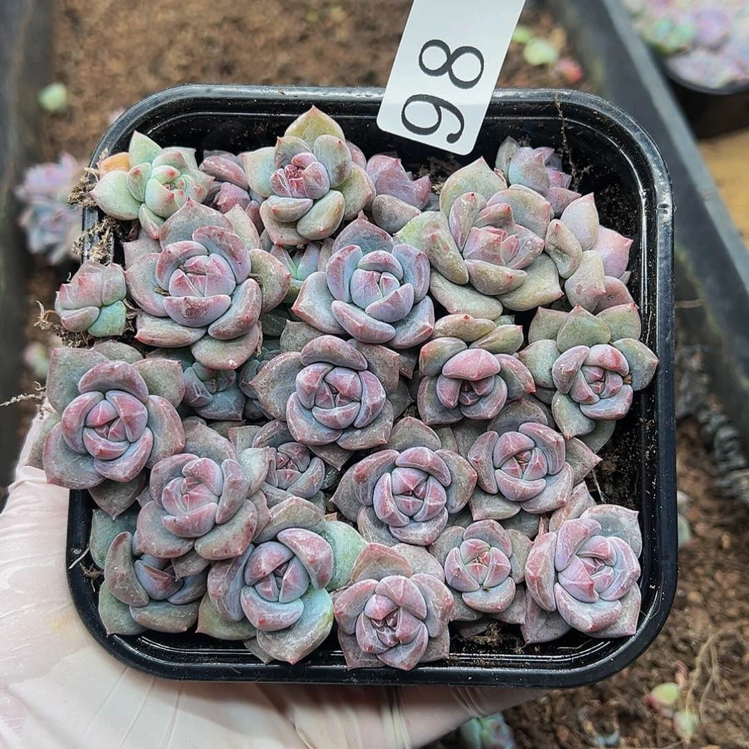 多肉植物多肉植物98