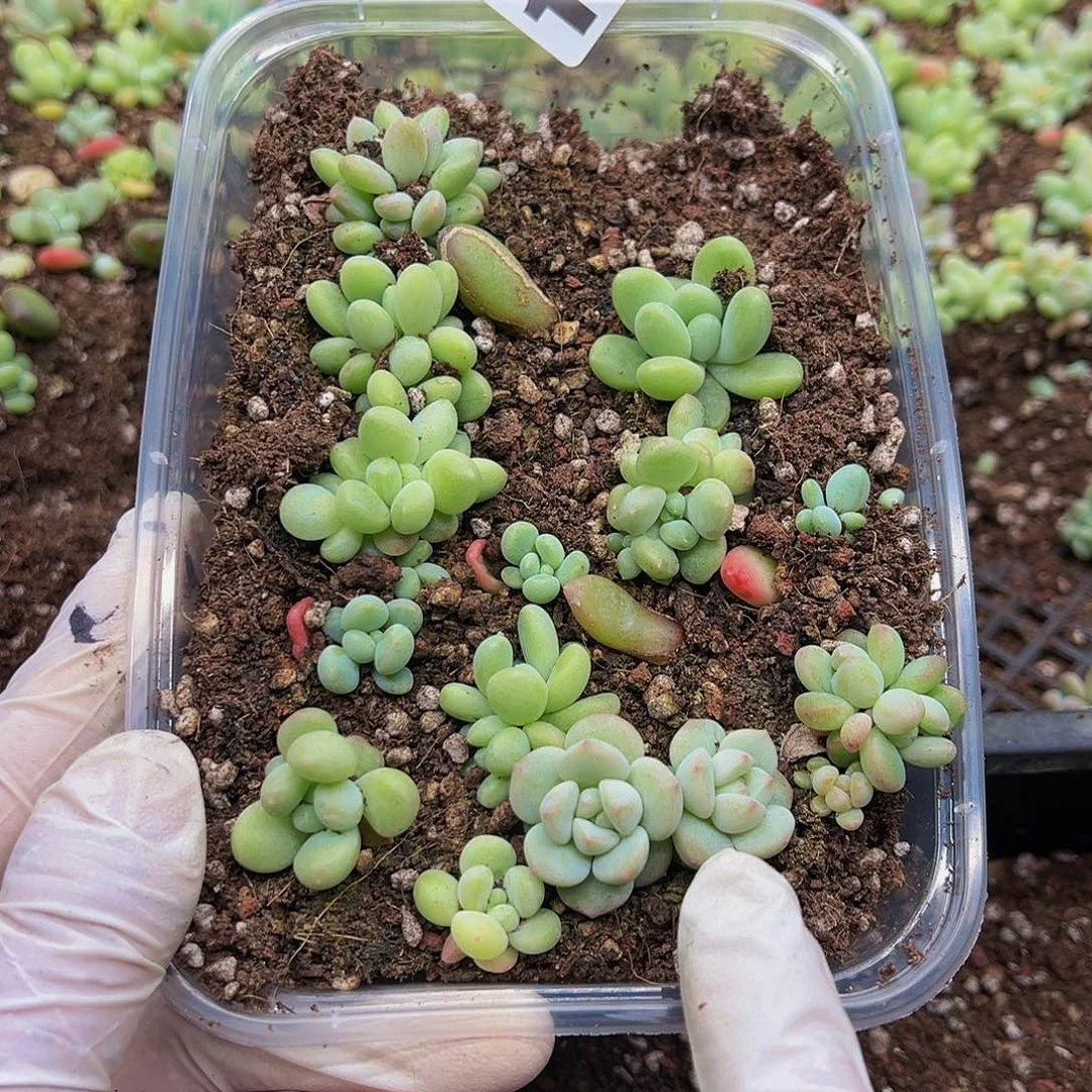 洪*多肉植物多肉植物110