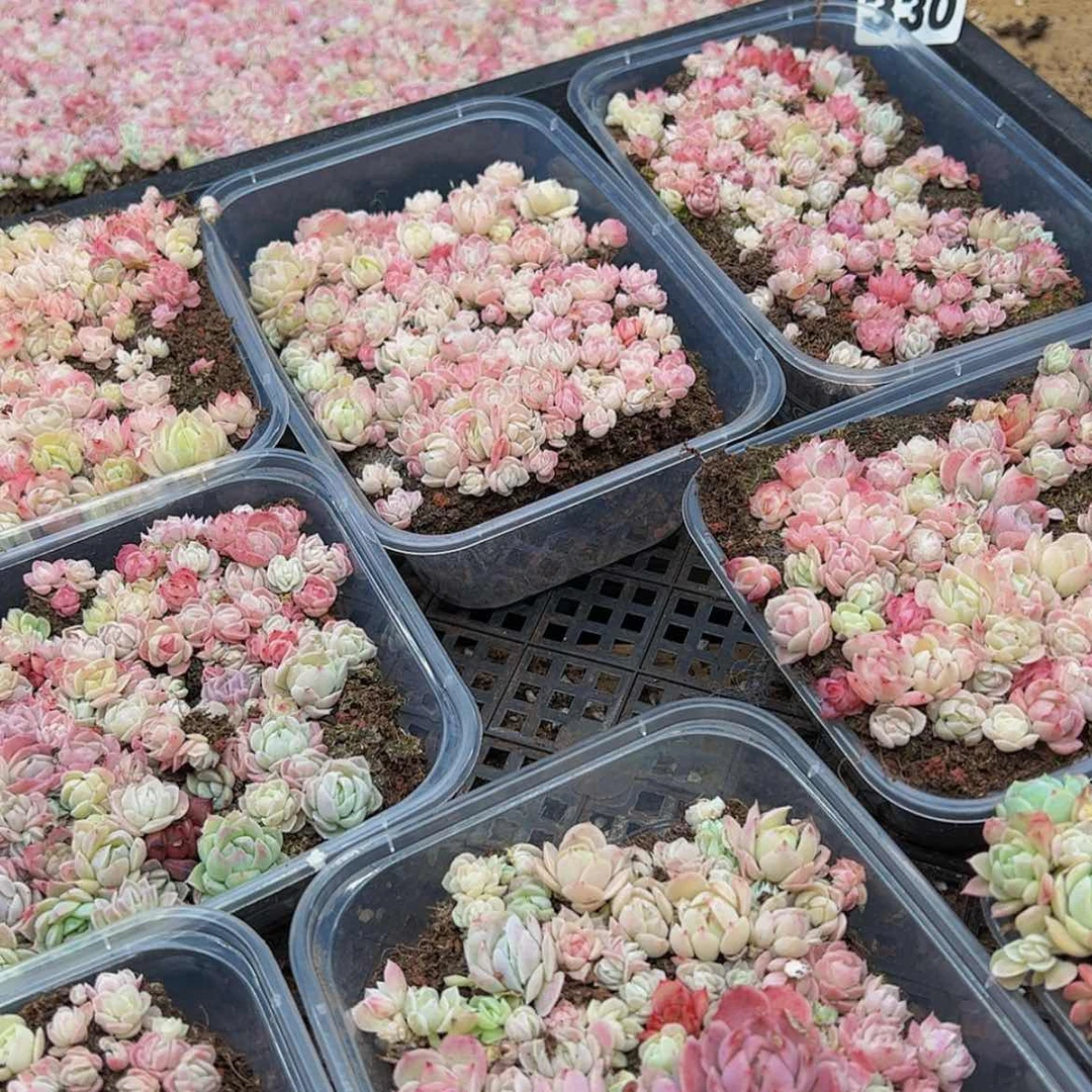 【闪购商品】330量拍多肉