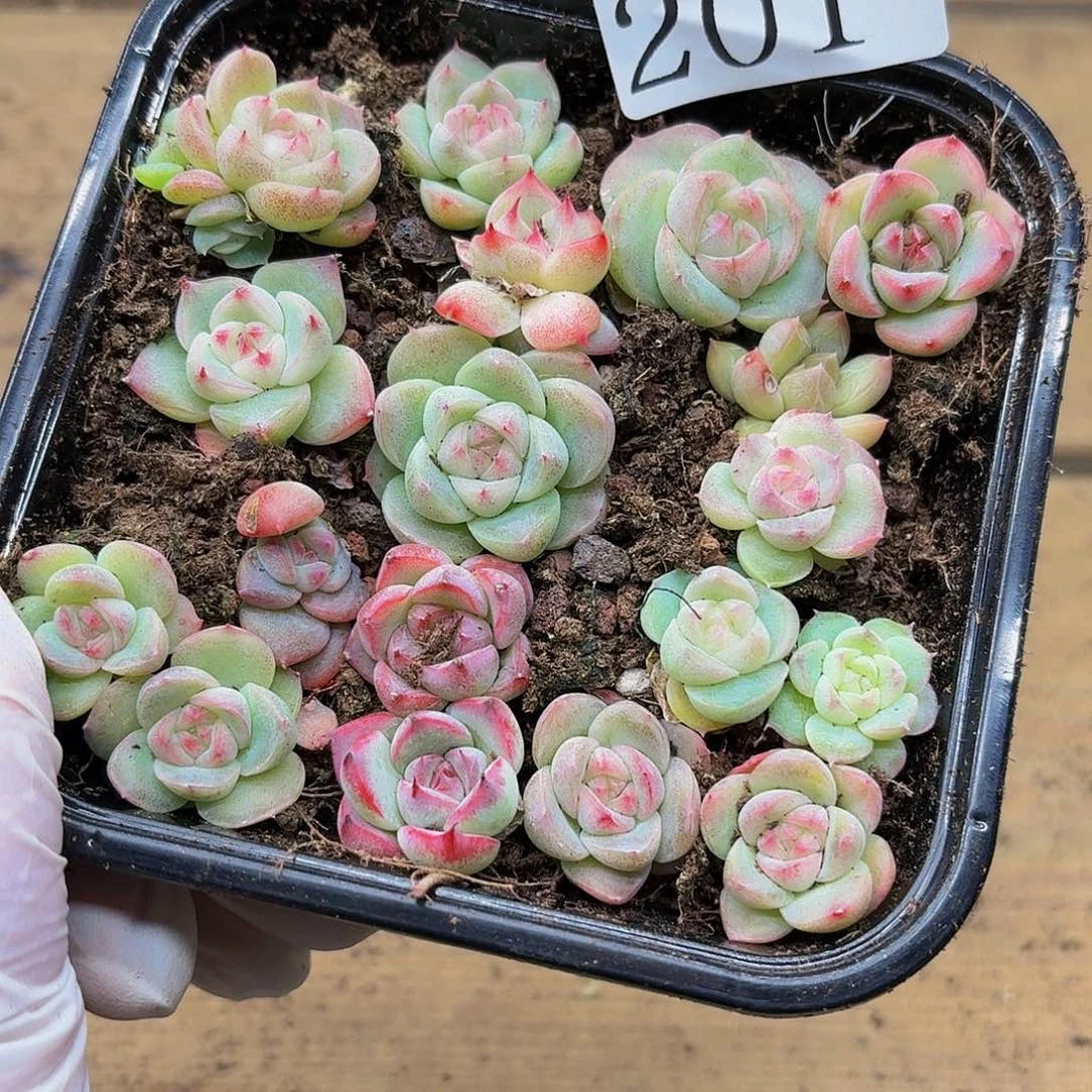 多肉植物多肉植物201