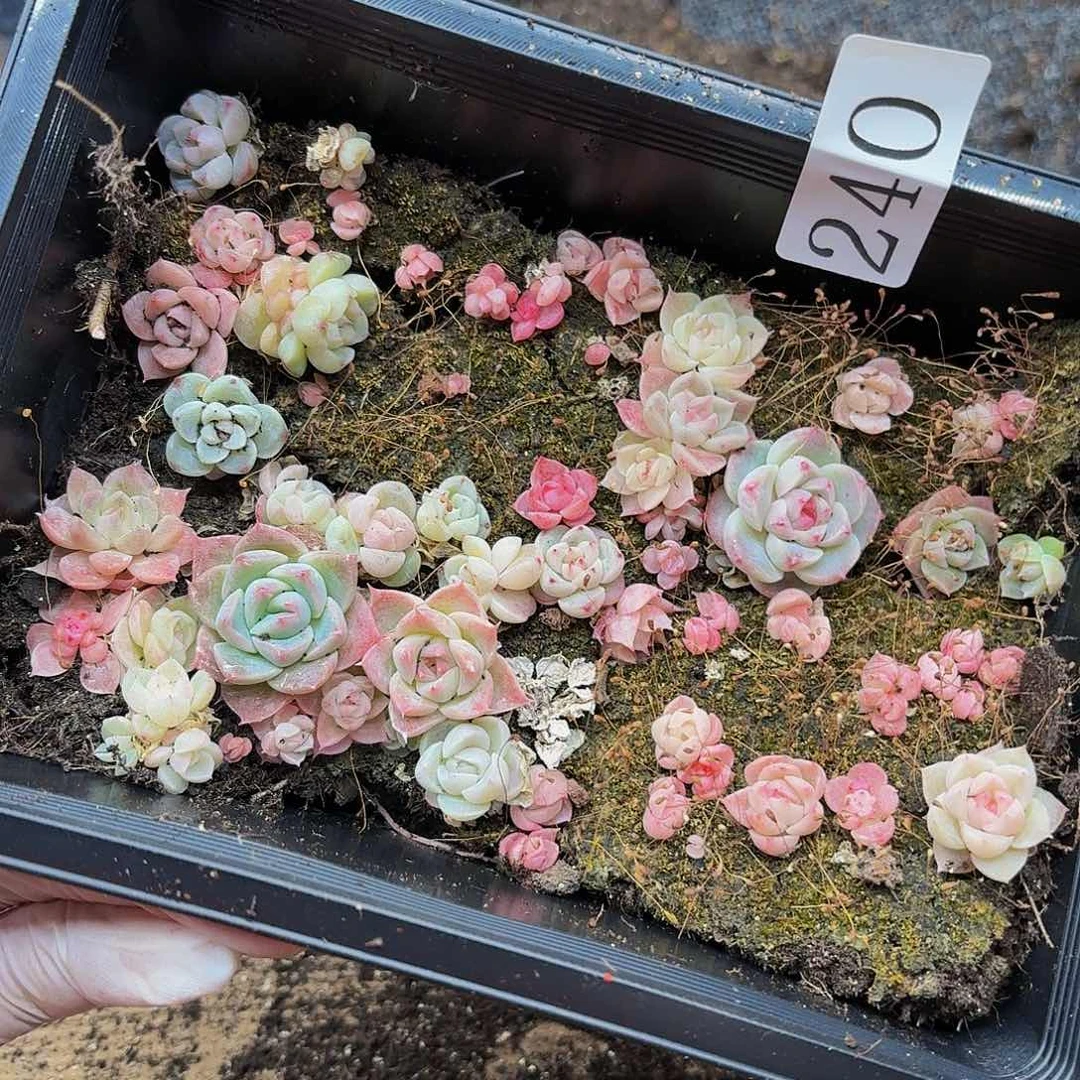 多肉植物多肉植物240