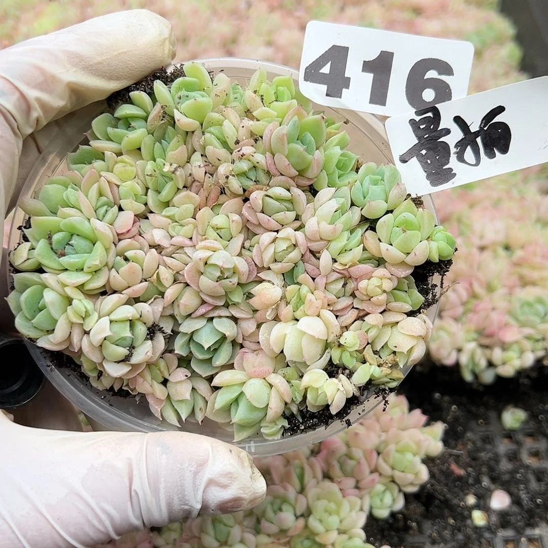 多肉植物多肉植物416量拍