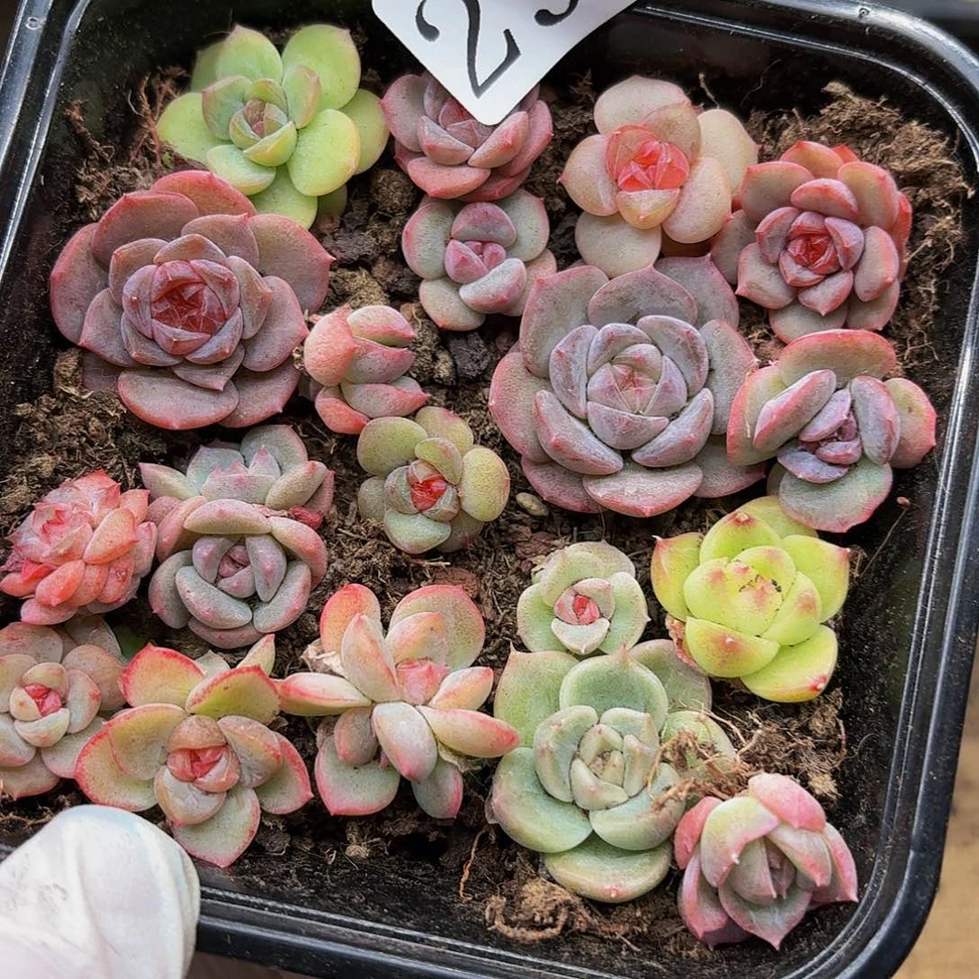 多肉植物多肉植物299