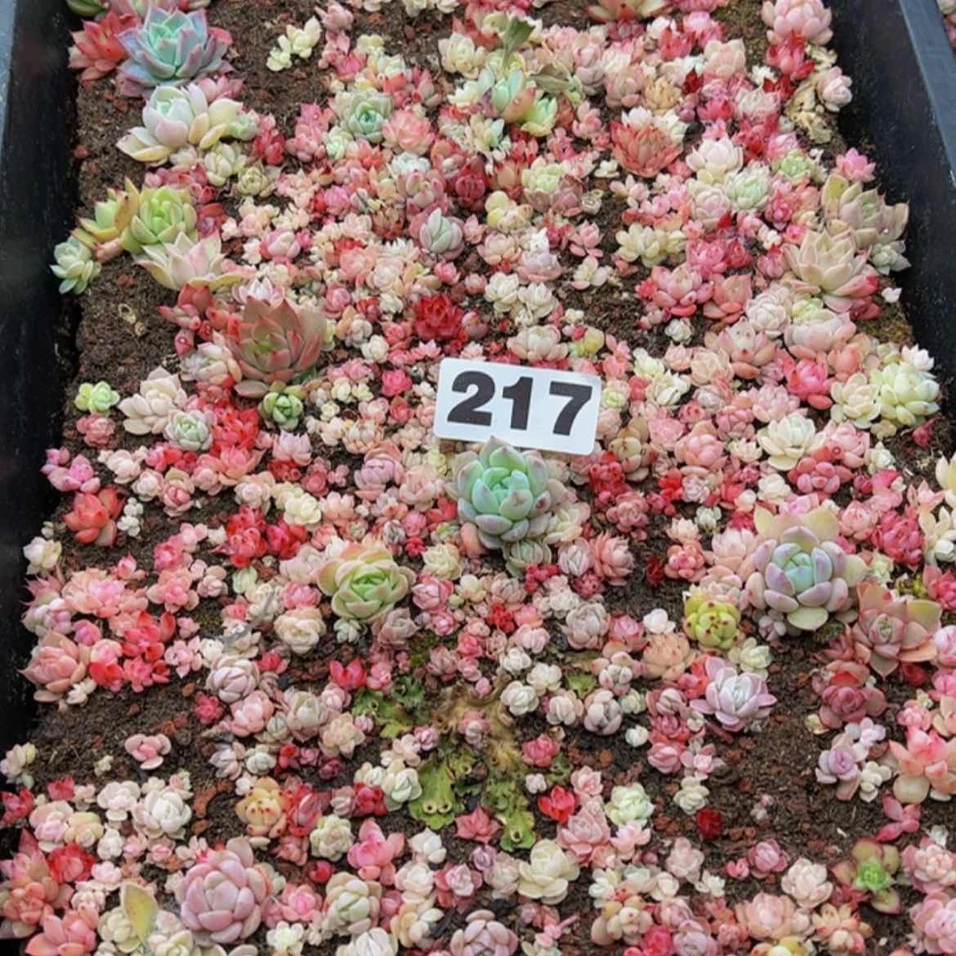 【闪购商品】燕*多肉植物217
