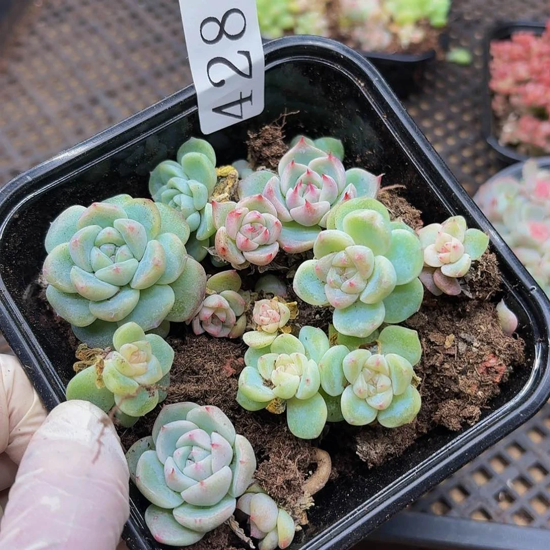 多肉植物多肉植物428