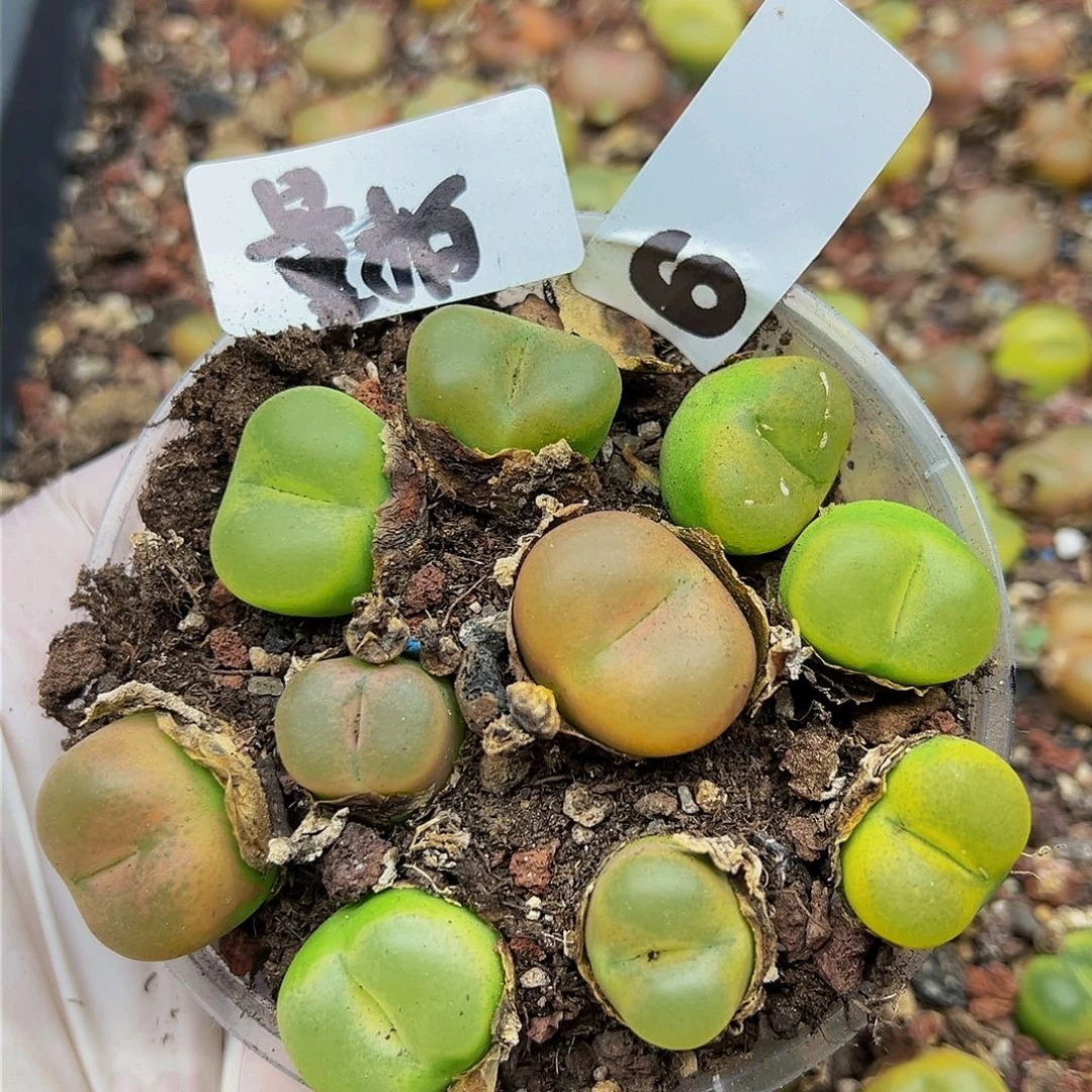 多肉植物多肉植物6量拍