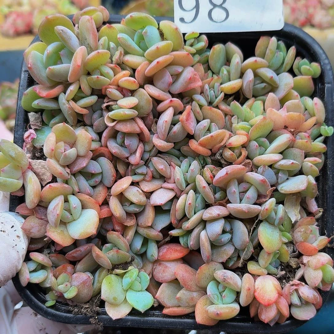 多肉植物多肉植物98