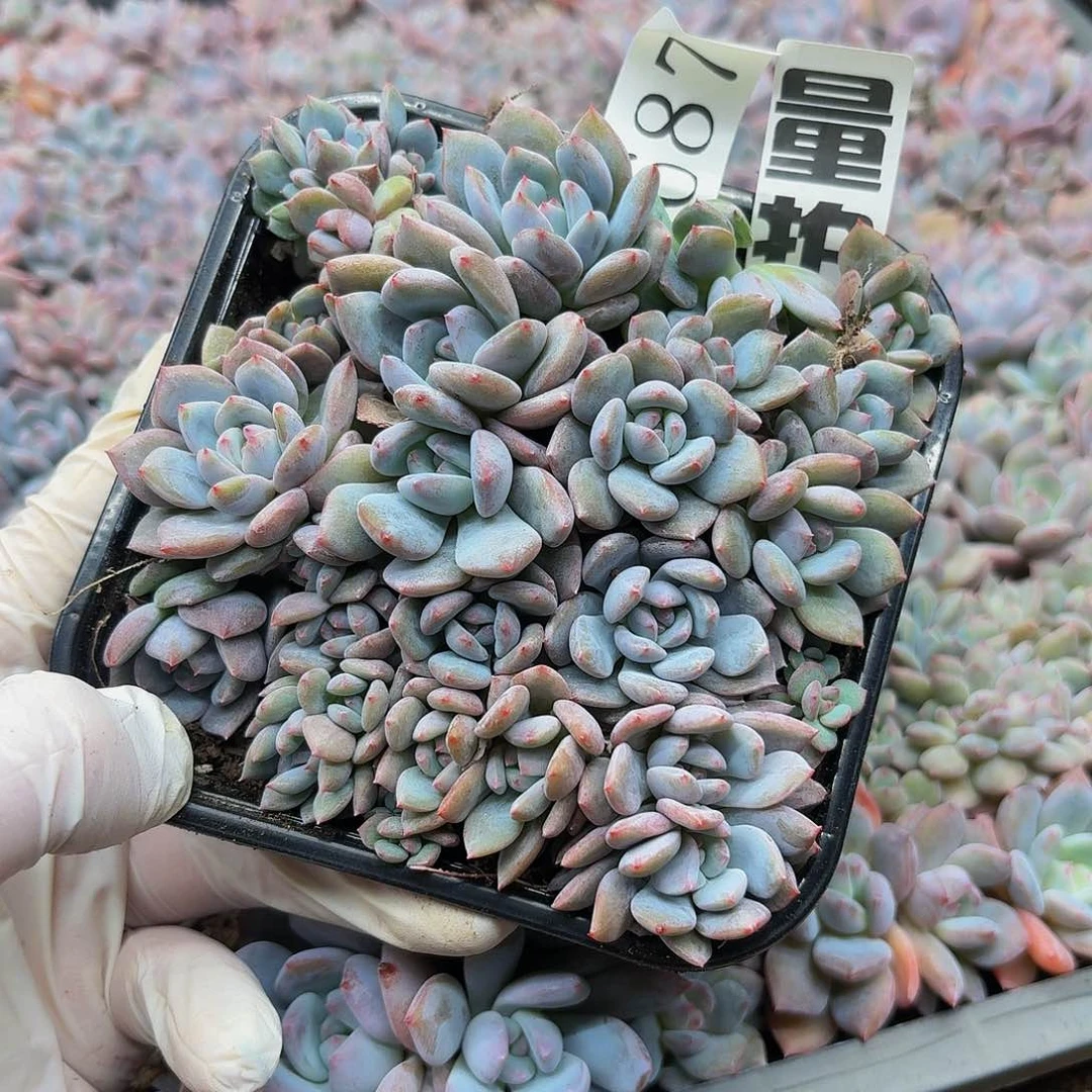 多肉植物多肉植物687量拍