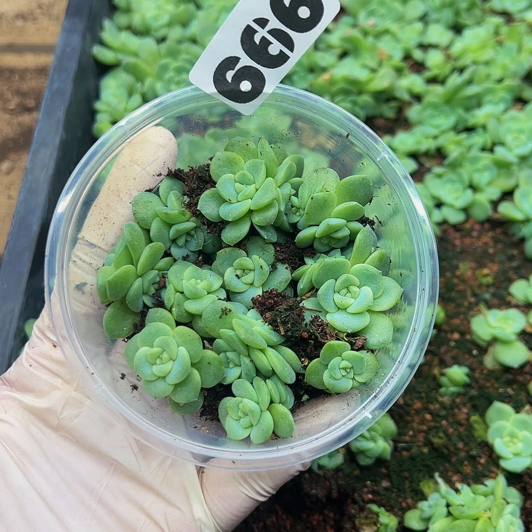 空**态多肉植物多肉植物666