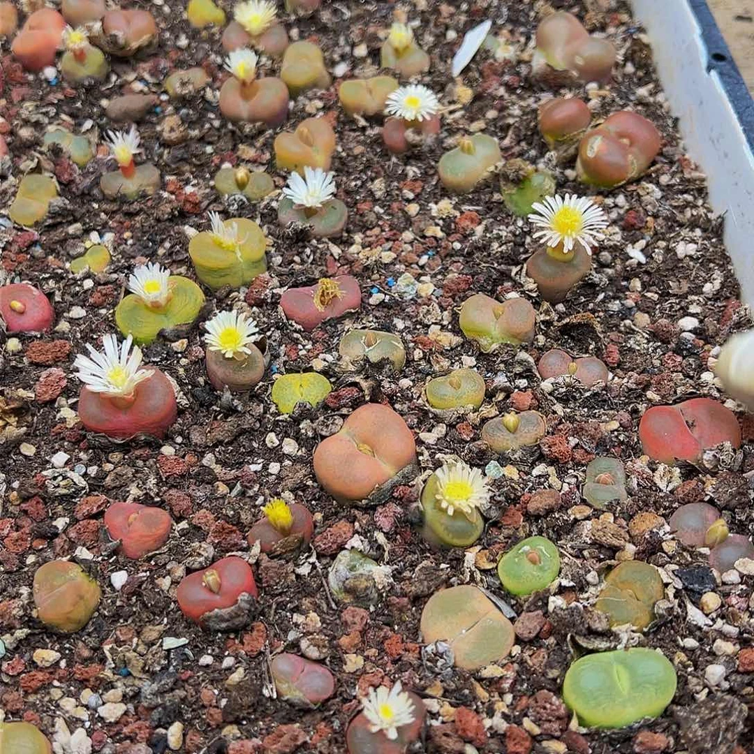 A*y多肉植物多肉植物200