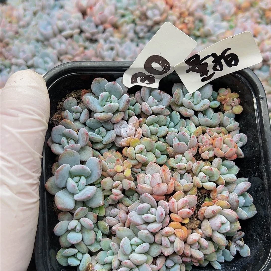 多肉植物多肉植物30量拍