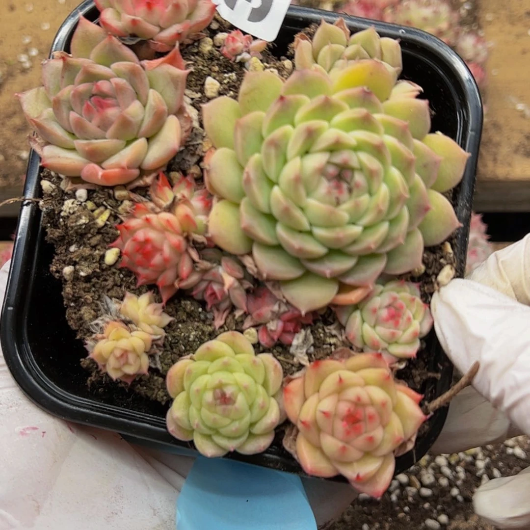 【闪购商品】多肉植物34