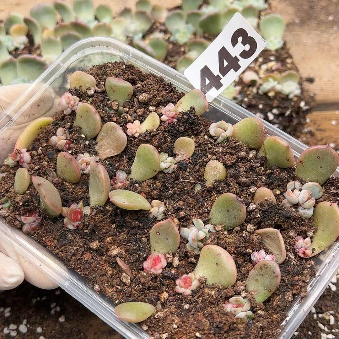 多肉植物多肉植物443