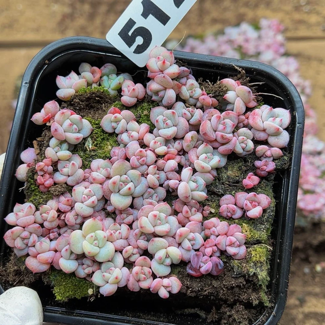 【闪购商品】多肉植物512